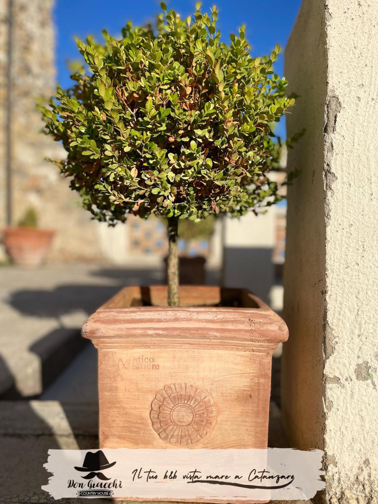 كاتانزارو Don Giacchi Country House المظهر الخارجي الصورة