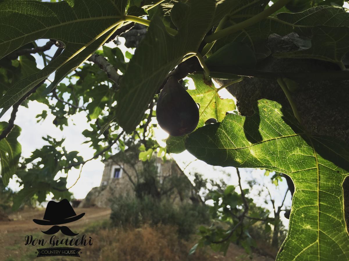 كاتانزارو Don Giacchi Country House المظهر الخارجي الصورة